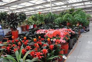 唐山花店爆料案件最新,揭开背后惊人真相 第3张 唐山花店爆料案件最新,揭开背后惊人真相 第3张